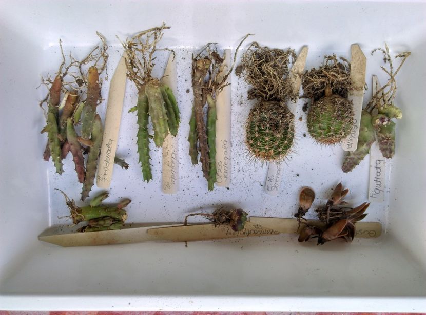  - Cactusi si suculente 2018
