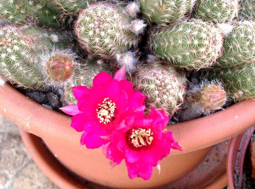  - Cactusi si suculente 2018