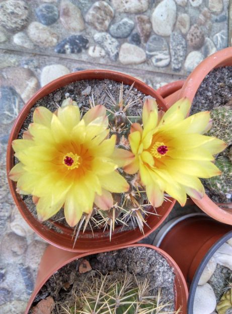  - Cactusi si suculente 2018