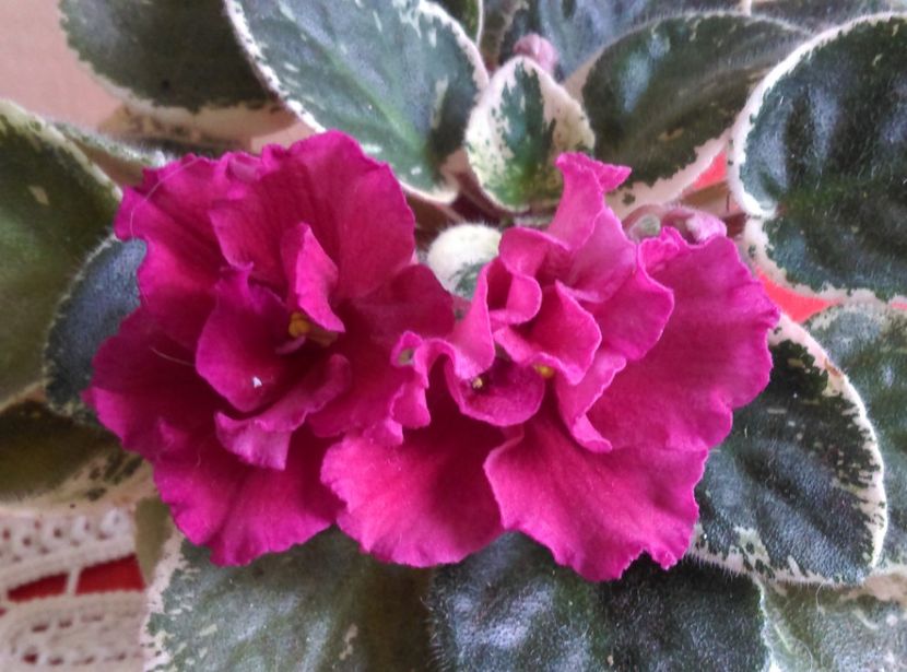  - LE Skarllet de la AM