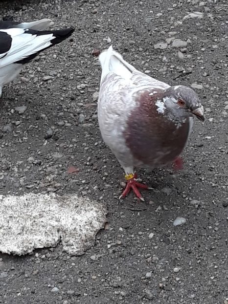  - AMERICANI GIANT HOMER