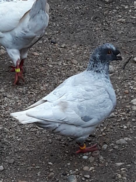  - AMERICANI GIANT HOMER