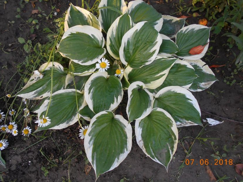 hosta patriot - 3Vara 2018