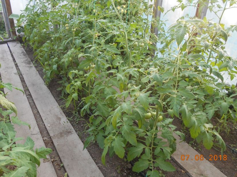  - 3Gradina de legume 2018