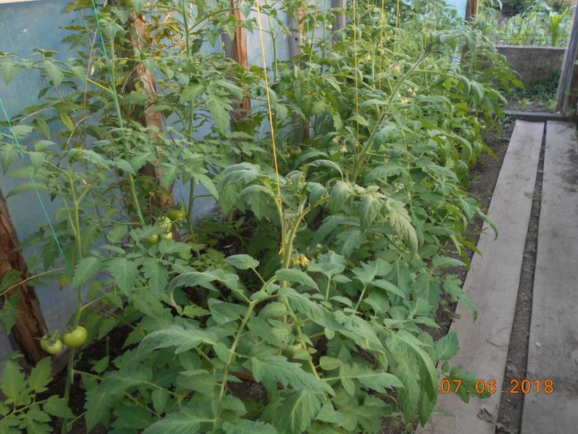  - 3Gradina de legume 2018