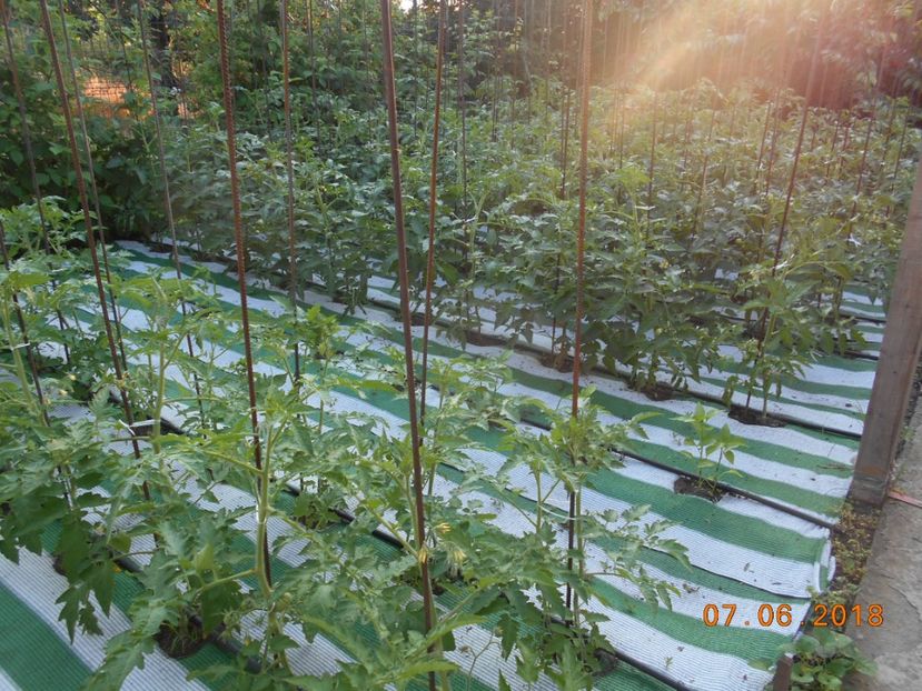  - 3Gradina de legume 2018