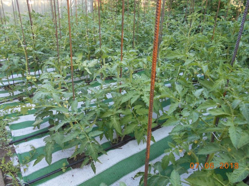  - 3Gradina de legume 2018