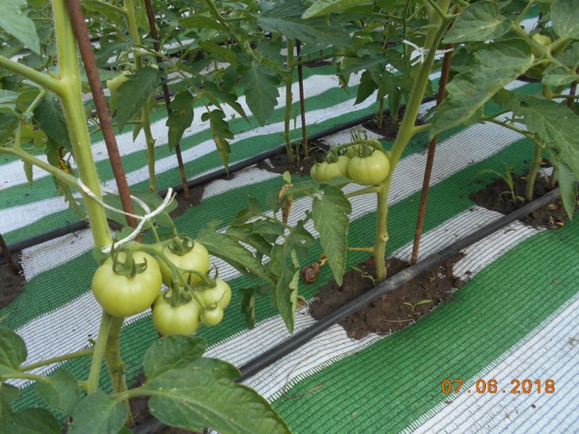  - 3Gradina de legume 2018
