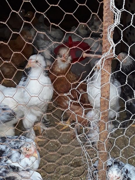  - Pui de găină 2018