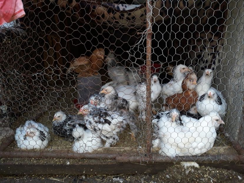  - Pui de găină 2018