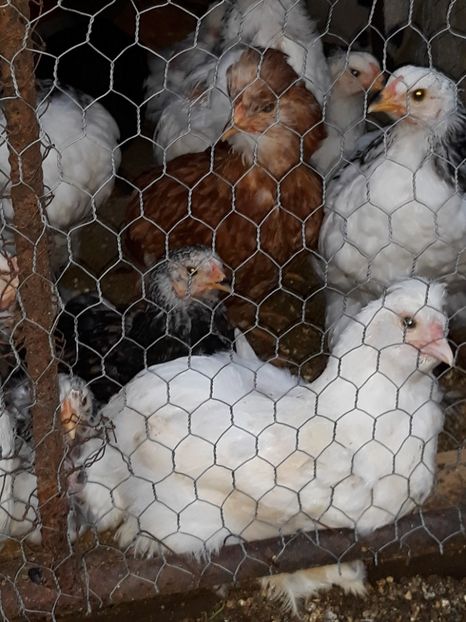  - Pui de găină 2018