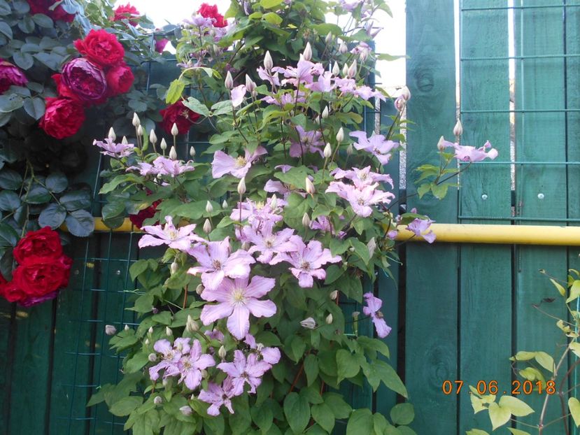  - 3Clematite2018