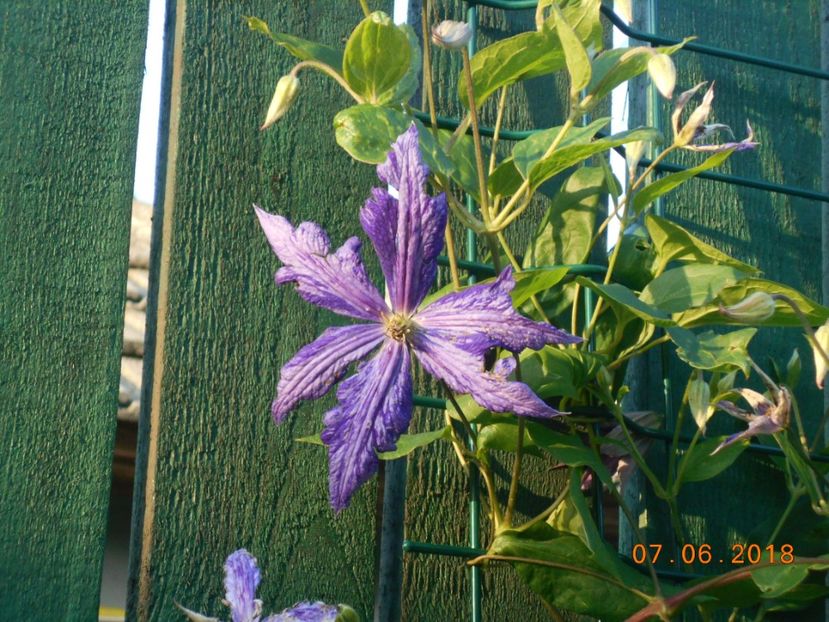 - 3Clematite2018