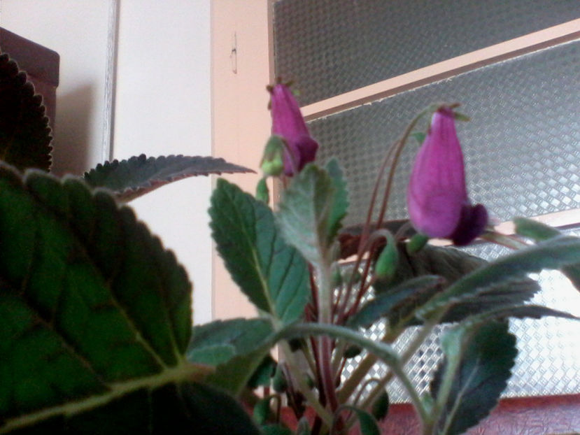 IMG2128A - Smithicodonia Heartland s Joy