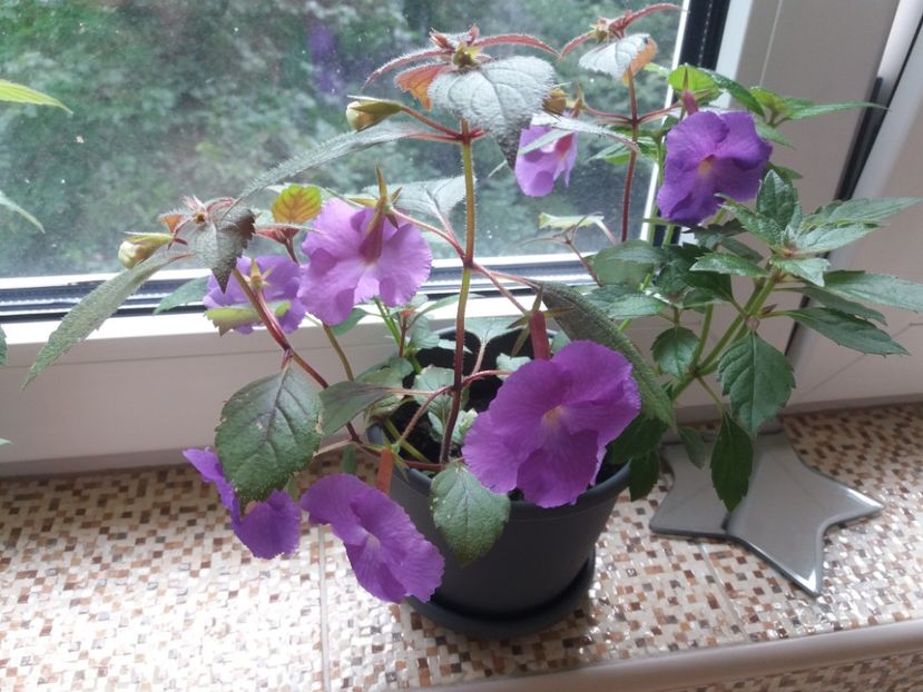 Purple king isi merita numele - Achimenes