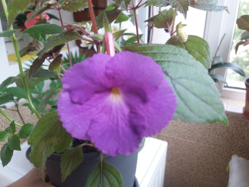 1528349005495-930810603 - Achimenes