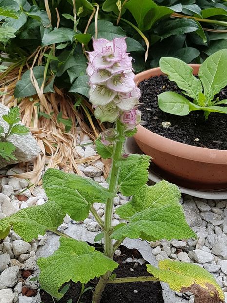 Salvia sclarea - Iunie 2018