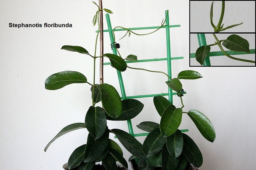 07.06.18 - 2 Stephanotis- inradacinare