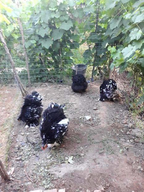  - Pui - tineret 2018