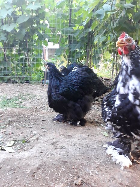  - Pui - tineret 2018