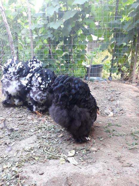  - Pui - tineret 2018