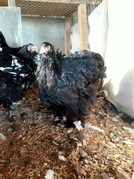  - Pui - tineret 2018