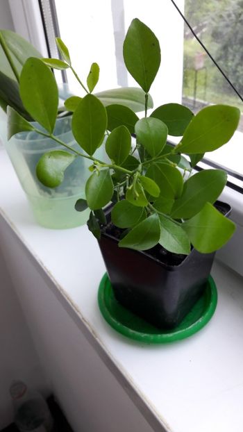 Mulțumesc Natalia :) - Diverse flori