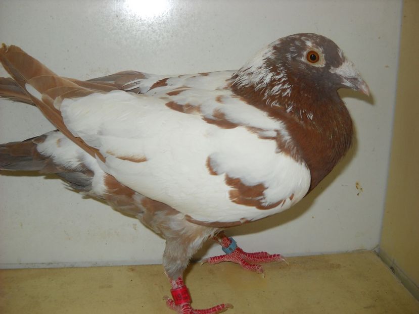 1 - PORUMBEI VANDUTI