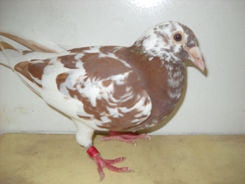 2 - PORUMBEI VANDUTI