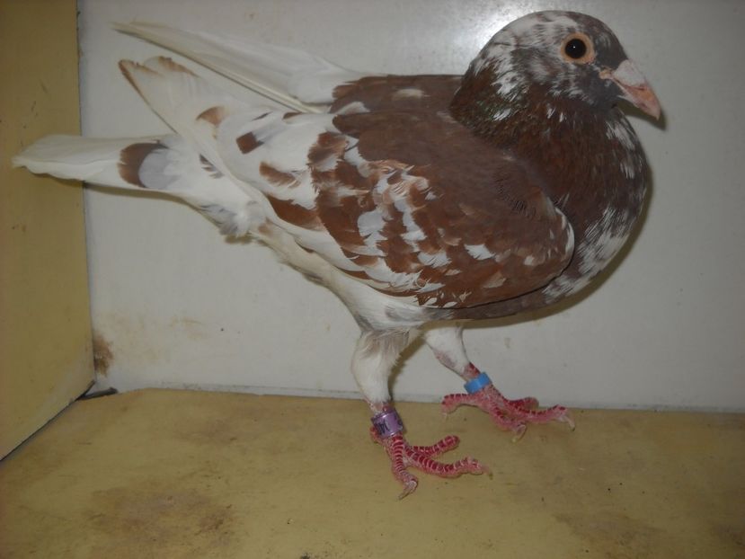 3 - PORUMBEI VANDUTI