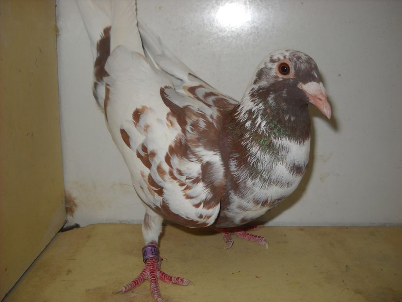 4 - PORUMBEI VANDUTI