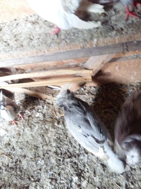  - Tobosari de buhara