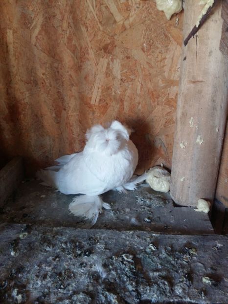  - Tobosari de buhara