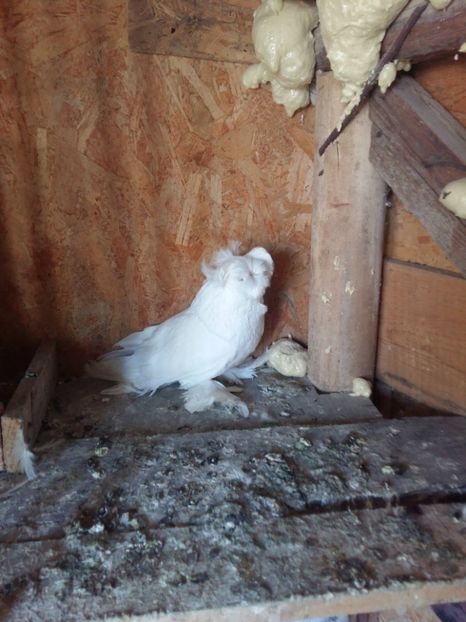  - Tobosari de buhara