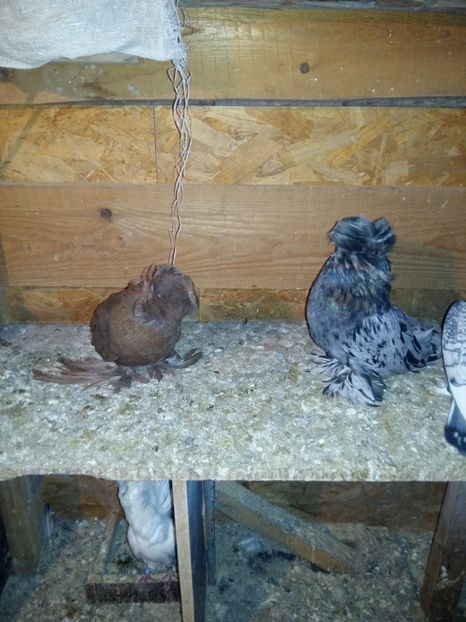  - Tobosari de buhara