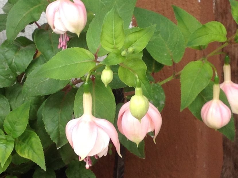  - Jollie La Grande Avignon