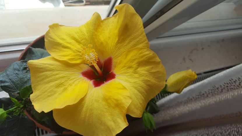  - Hibiscus Adonicus Yellow