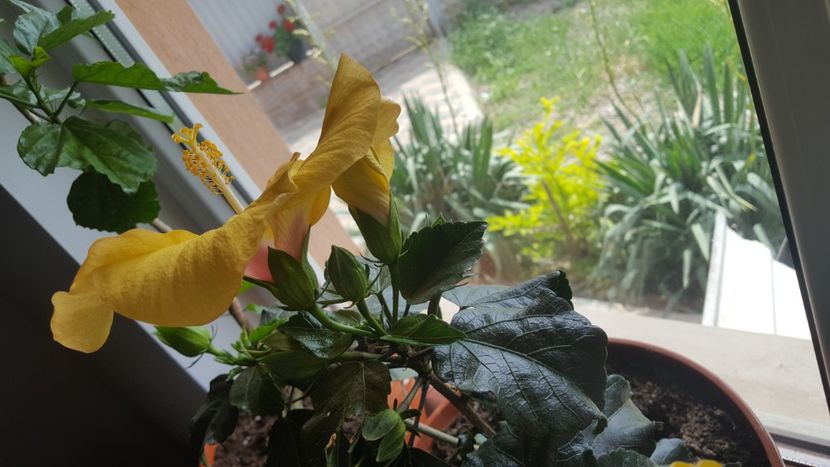  - Hibiscus Adonicus Yellow