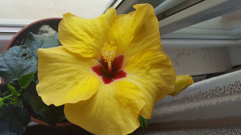  - Hibiscus Adonicus Yellow