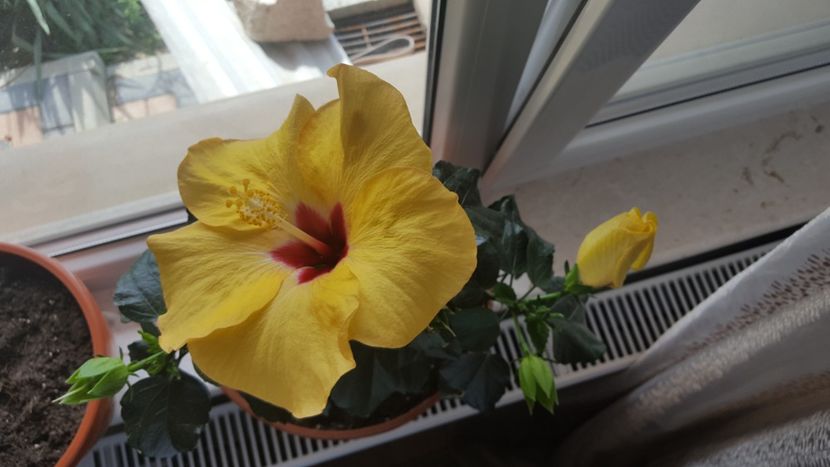  - Hibiscus Adonicus Yellow