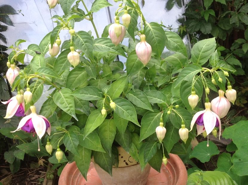  - Jollies La Grande Lorraine