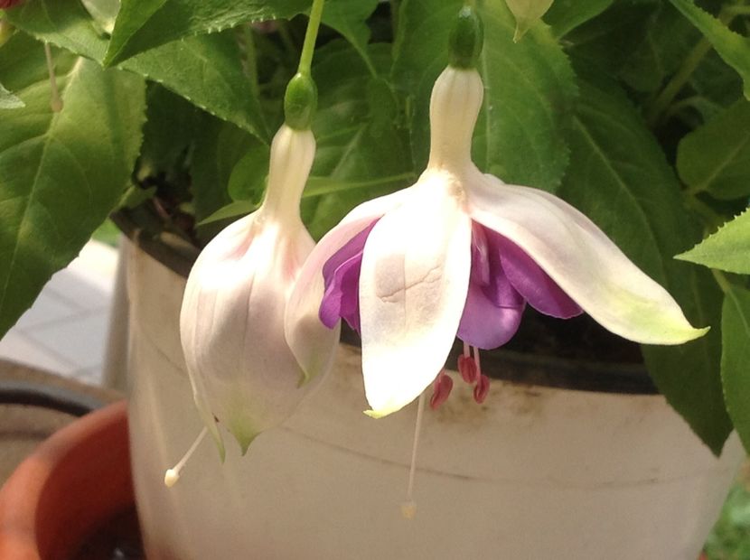  - Jollies La Grande Lorraine