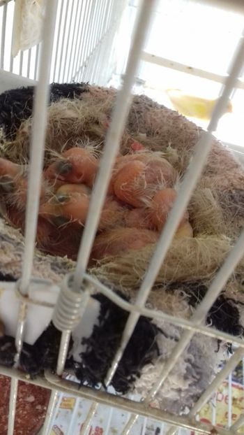 20180605_173019[1] - Malinois 2018 si Pui Hibrid sticlete - canarita