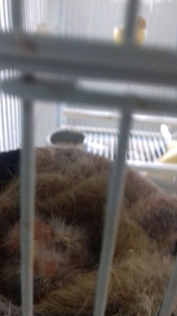 20180602_160129[1] - Malinois 2018 si Pui Hibrid sticlete - canarita