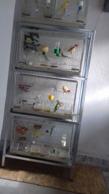 20180606_172608[1] - Malinois 2018 si Pui Hibrid sticlete - canarita