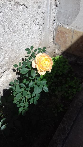 20180525_105454[1] - Trandafirii si alte flori 2018 - 2020