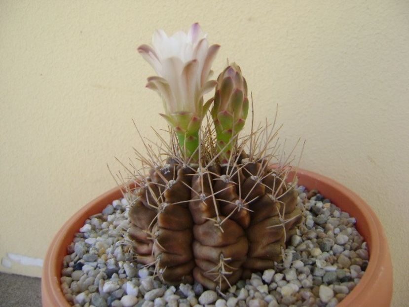 Gymnocalycium michanovichii - Cactusi 2018 Gymnocalycium
