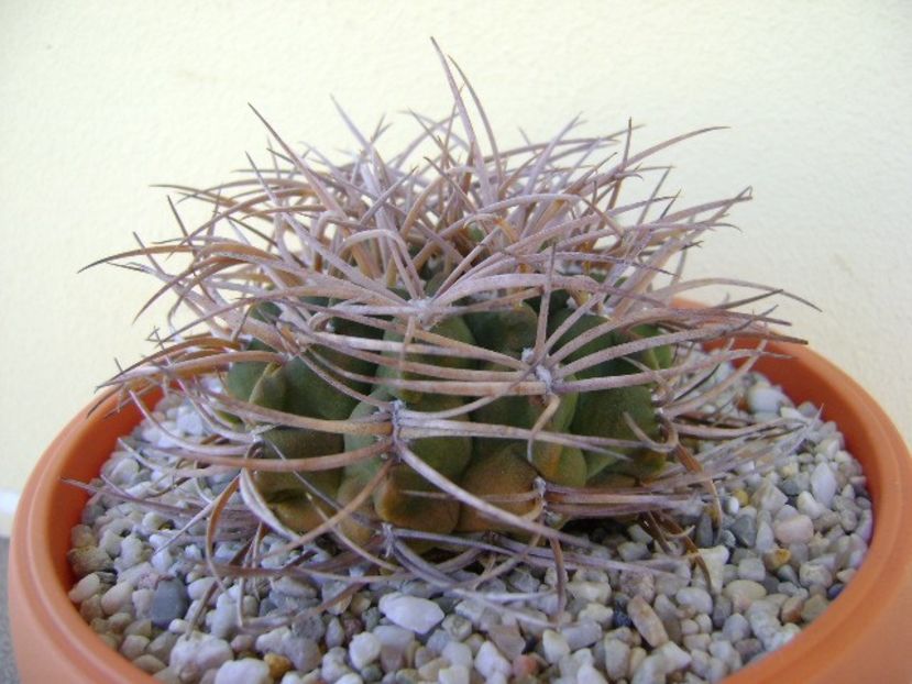 Gymnocalycium guanchinense = Gymnocalycium hossei - Cactusi 2018 Gymnocalycium
