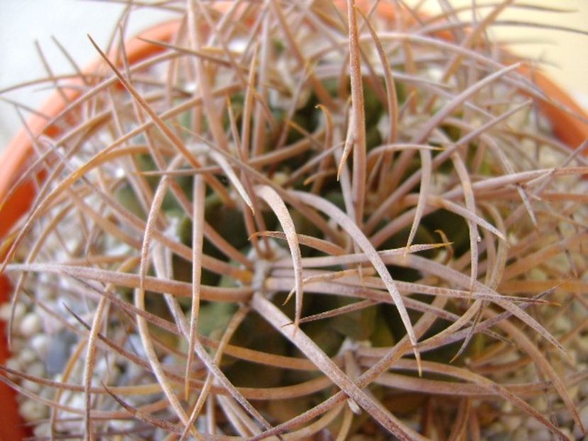 Gymnocalycium guanchinense = Gymnocalycium hossei - Cactusi 2018 Gymnocalycium