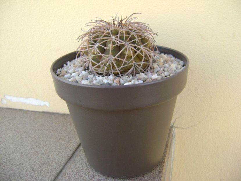 Gymnocalycium spegazzinii - Cactusi 2018 Gymnocalycium